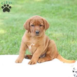 Daisy - Fox Red Labrador Retriever Puppy For Sale in Pennsylvania